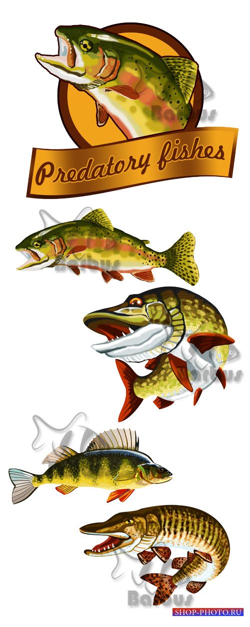 Predatory fishes / Хищная рыба