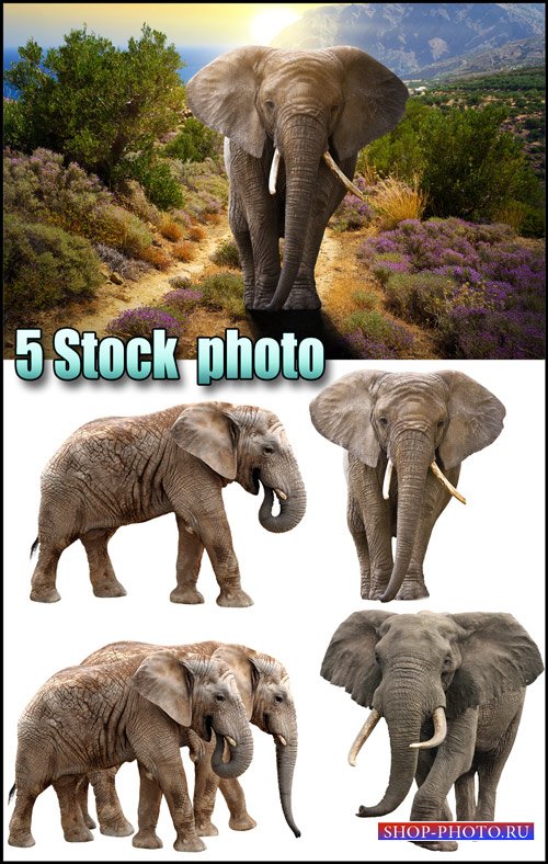 Слоны на белом фоне, слон на фоне природы - растровый клипарт