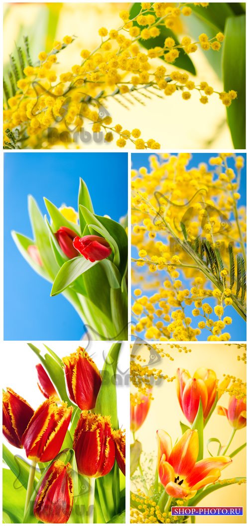 Tulips and mimosas / Тюльпаны и мимоза - Photo stock