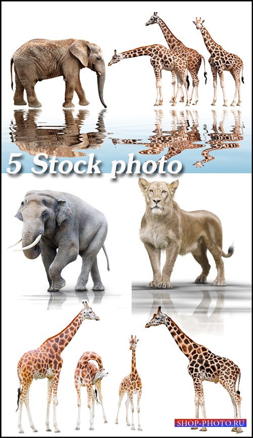 Жирафы, слоны, лев на белом фоне - растровый клипарт