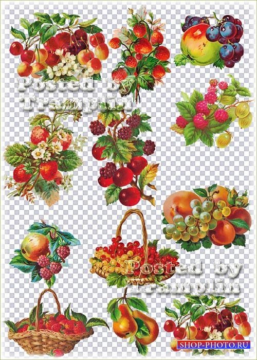 Винтажные фрукты на прозрачном фоне – Виноград, яблоки, клубника, персики,  ...