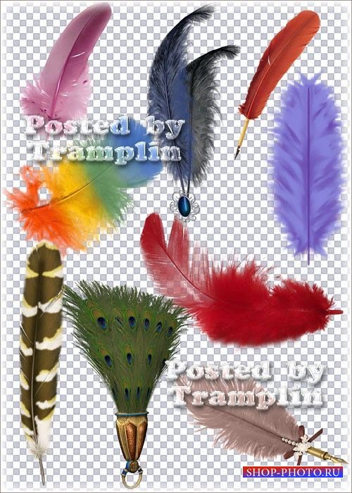 Клипарт в Png –  Разноцветные перья