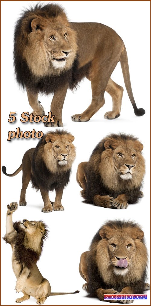Лев, царь зверей, хищник - растровый клипарт