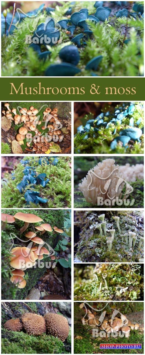 Mushrooms and moss / Мох и грибы - photo stock