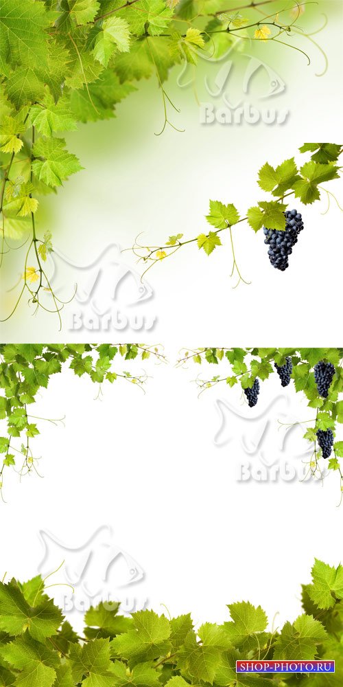 Grapevine and grapes 2 / Виноградная лоза и виноград 2