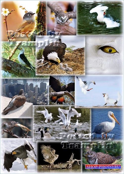 Фото клипарт – Птицы, мир дикой природы