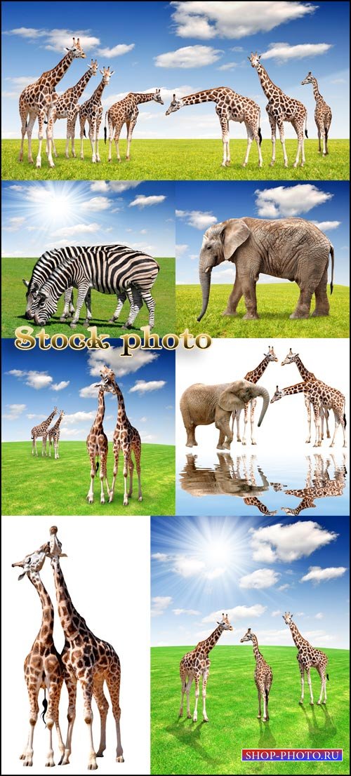 Животные на фоне природы / Animals on nature background - raster clipart