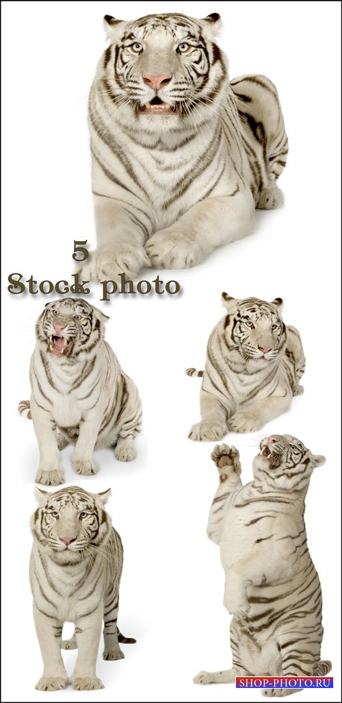 Белый тигр / White tiger