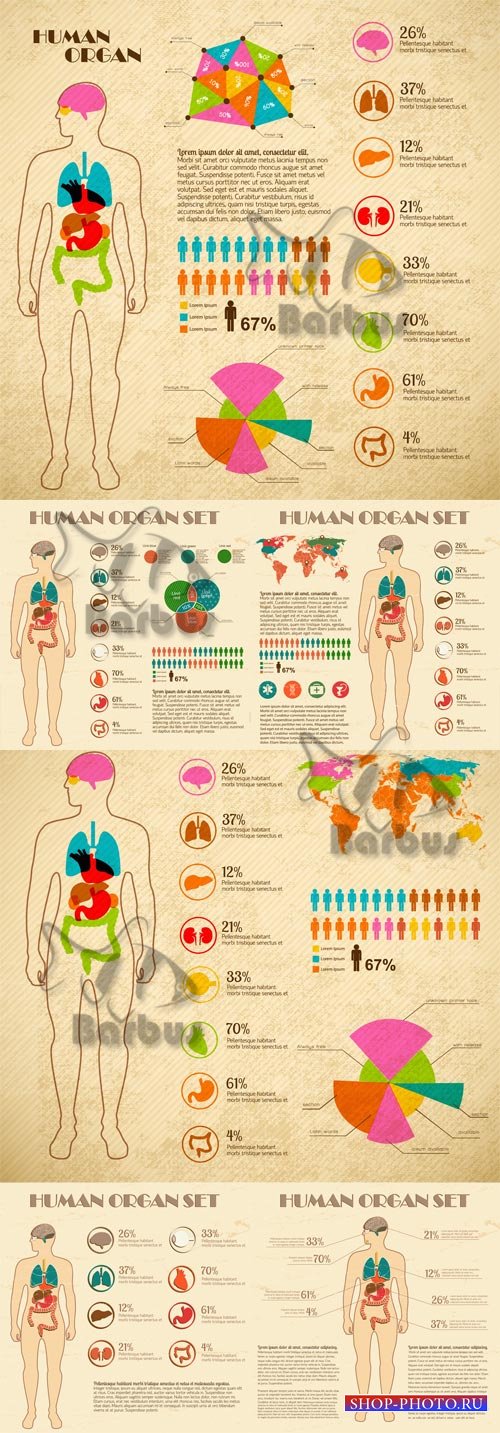 The anatomic Infographic / Анатомическая инфографика