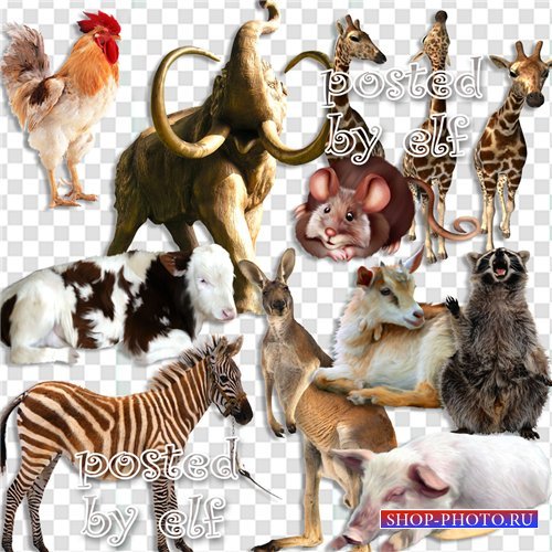 Клипарт на прозрачном фоне - Домашние и дикие животные