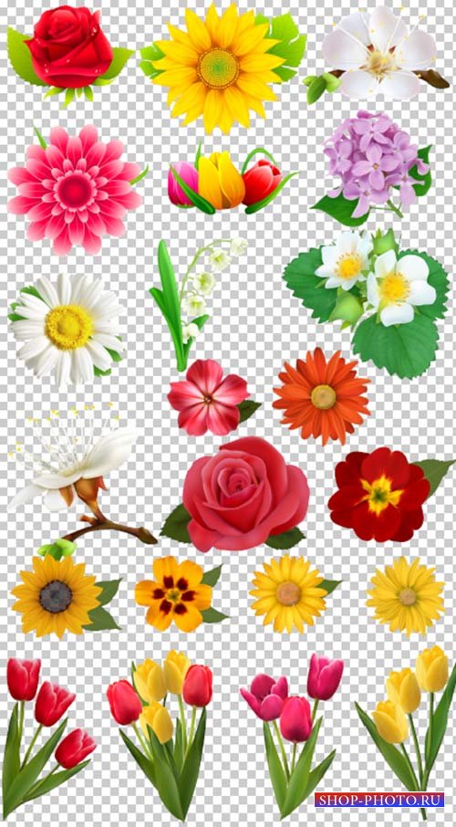Клипарт подборка цветов на прозрачном фоне