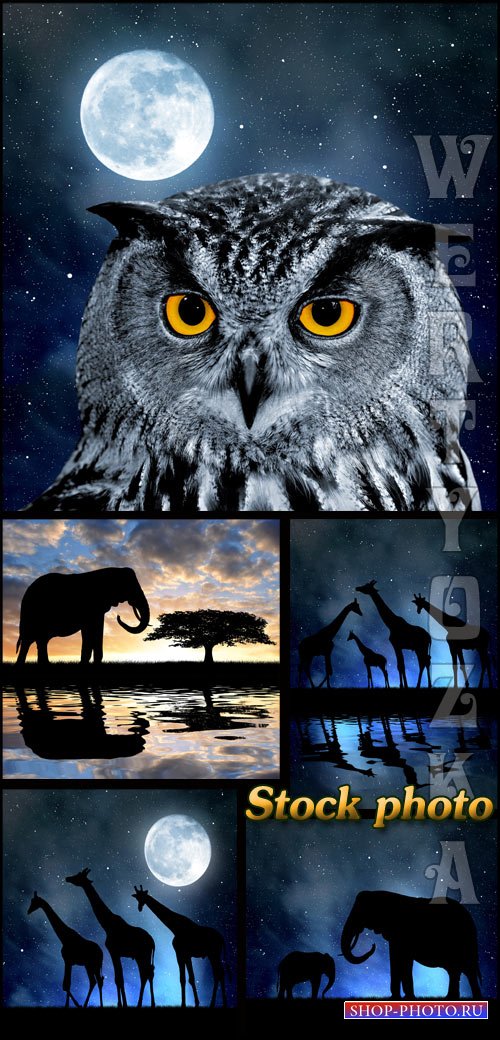 Сова, слон, жираф на фоне ночного неба / Owl, elephant, giraffe against the night sky - raster clipart