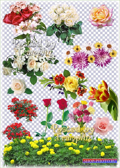 Розы, тюльпаны, хризантемы, ромашки, гладиолусы на прозрачном фоне