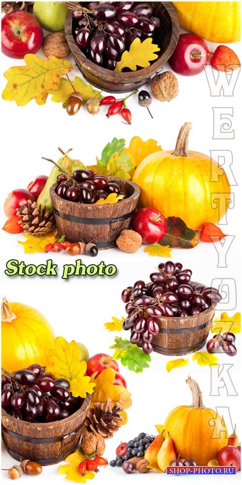 Осенний урожай, виноград, тыква, груши / Autumn harvest, grapes, pumpkins,  ...