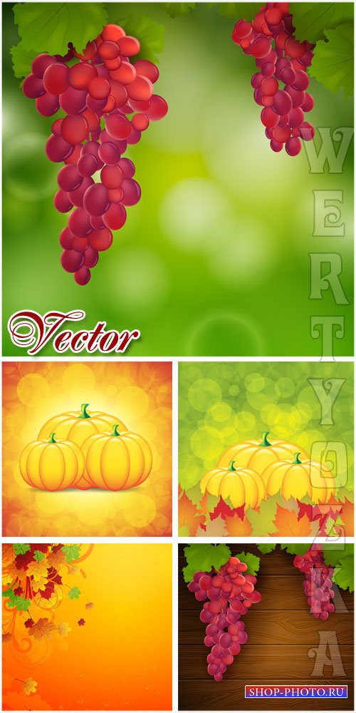 Осенние фоны с виноградом и тыквой / Autumn background with grapes and pump ...