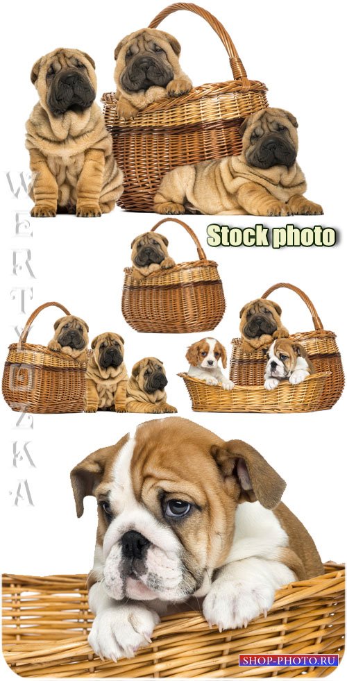 Забавные собачки в корзинах / Funny little dog in a basket - Raster clipart