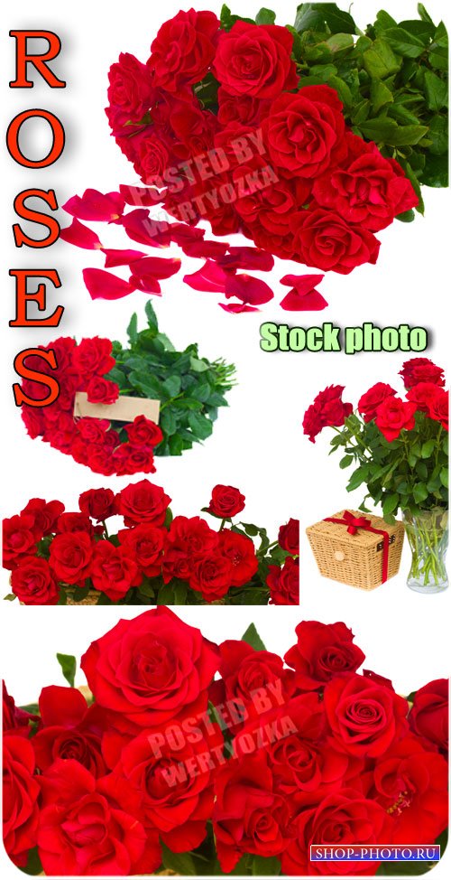 Розы, букеты роз, цветы / Roses, bouquets of roses, flowers - Raster clipar ...
