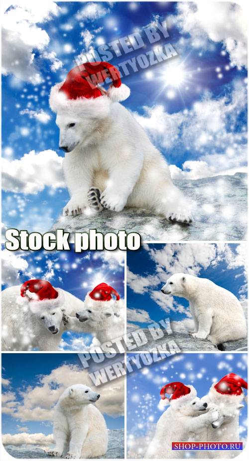 Белый медведь в шапке санты / Polar bear in santa hat - stock photos