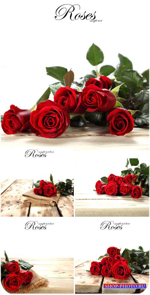 Красные розы, цветы - сток фото