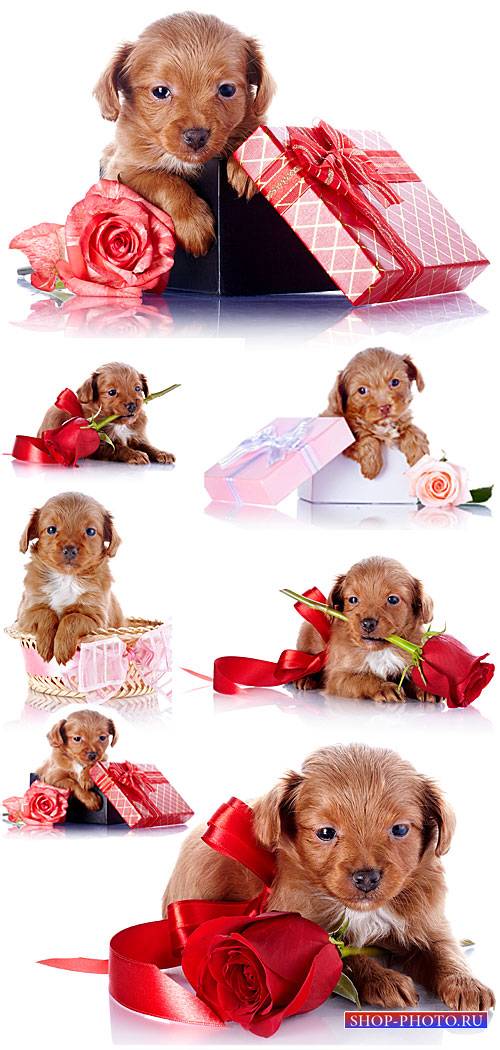 Маленький щенок с розами - сток фото