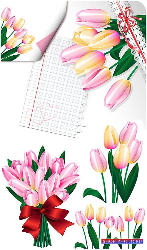 Тюльпаны, весенние цветы в векторе