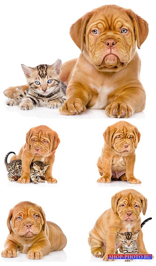 Бордоский дог, маленький щенок с котенком / Dogue de Bordeaux, a little puppy with a kitten - Stock photo