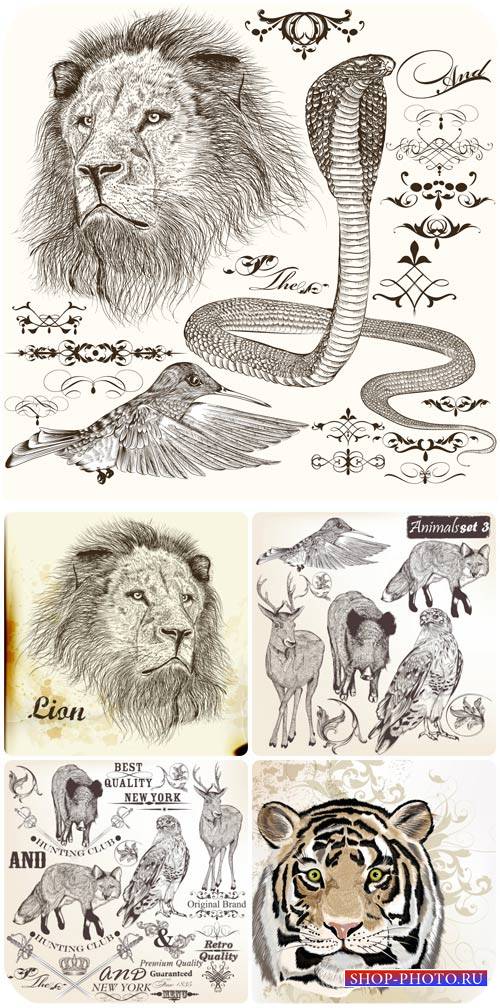 Животные, декоративные элементы в векторе / Animals, decorative elements ve ...