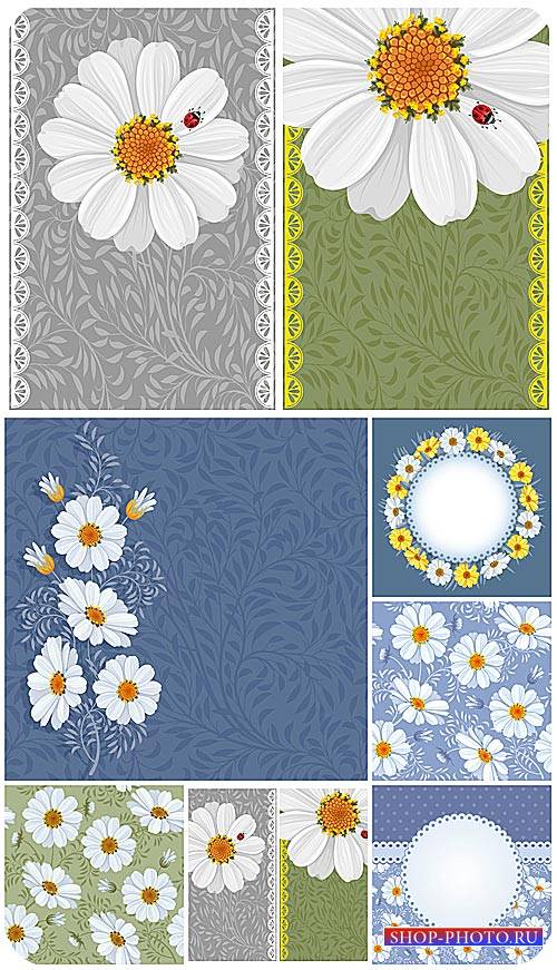 Ромашки, векторные цветочные фоны / Chamomile , vector floral backgrounds