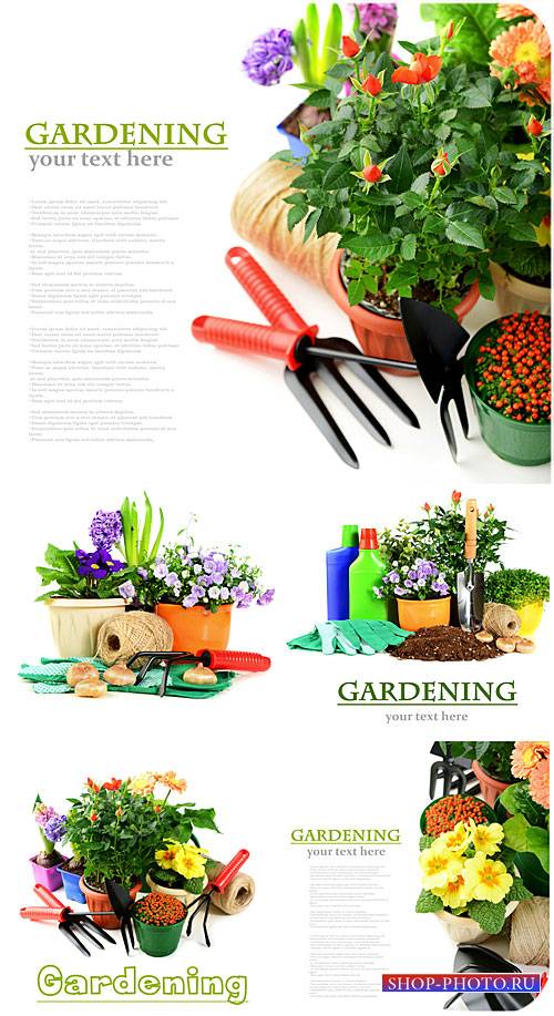 Садоводство и цветоводство / Gardening and Floriculture - stock photos