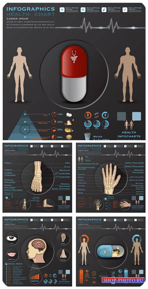 Медицина, анатомия, инфографика в векторе / Medicine, anatomy, infographics ...