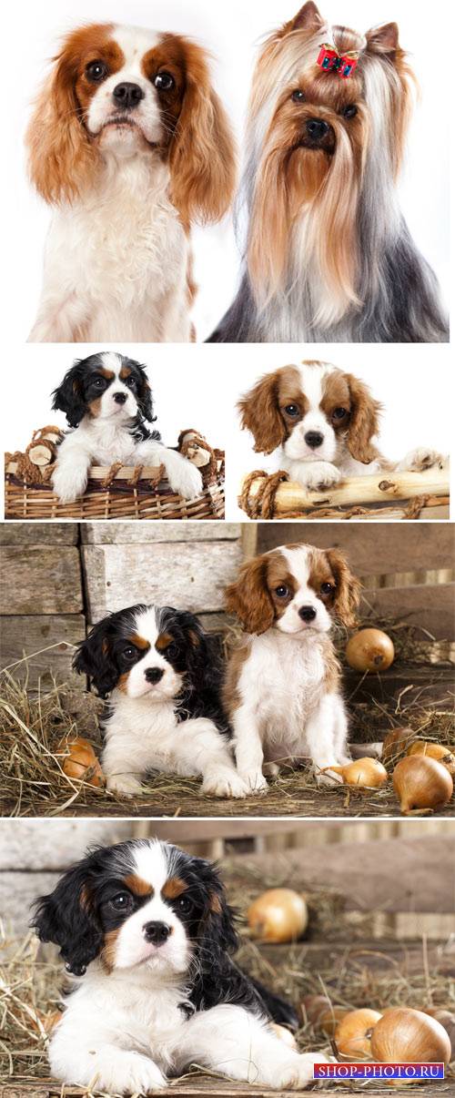 Маленькие породистые щенки / Small purebred puppies - Stock photo