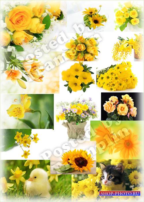 Желтые цветы - Цвет солнца и пшеницы