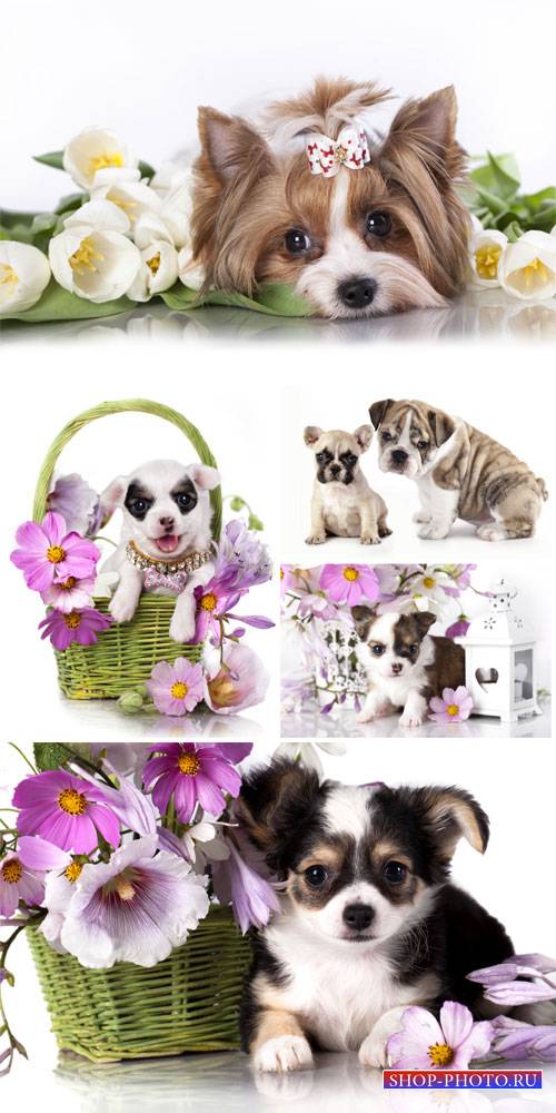 Маленькие породистые щенки с цветами / Small purebred puppies with flowers  ...