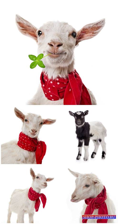 Коза с красным платком / Goat with a red handkerchief - Stock photo