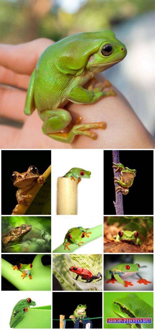 Frogs # 2 - stock photos