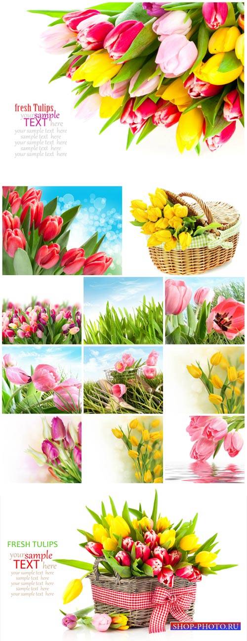 Tulips, basket with tulips, spring flowers - Stock Photo