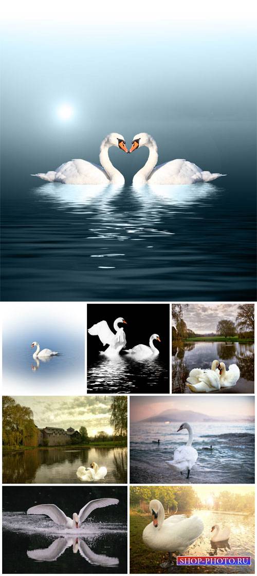 Swans, nature - stock photos