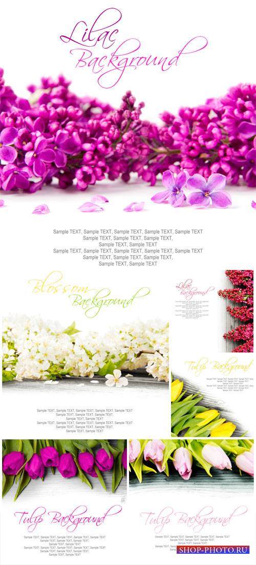 White background with flowers, lilacs, tulips - stock photos