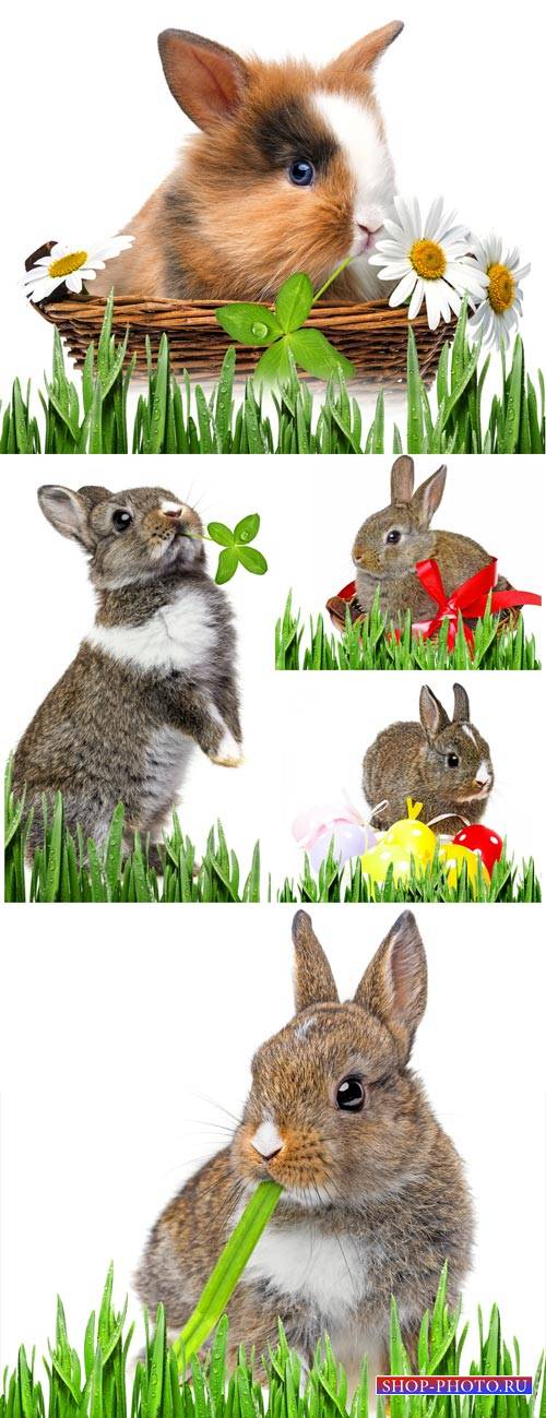 Rabbits with Easter eggs and flowers - Stock Photo