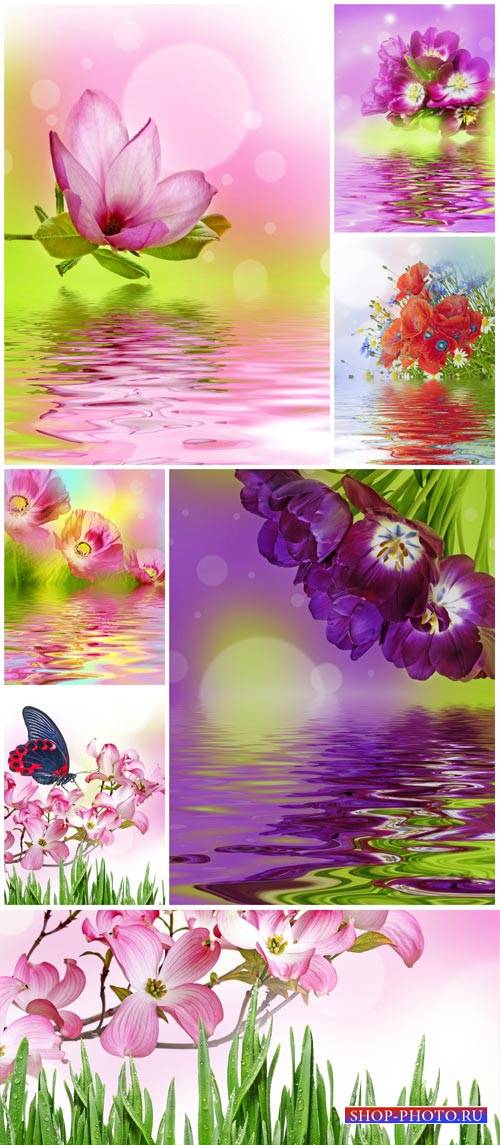 Beautiful flowers and water - stock photos