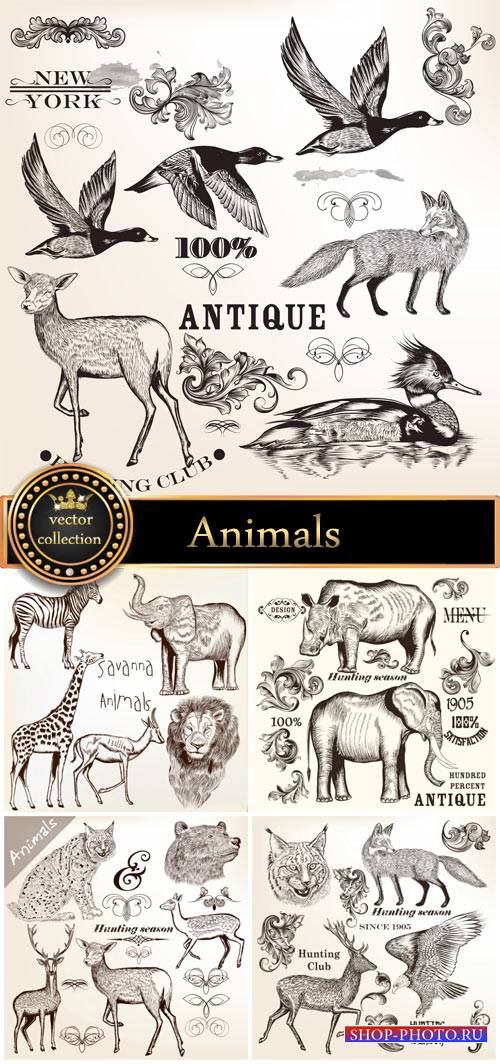 Animals vector, elephant, rhino, giraffe, lion