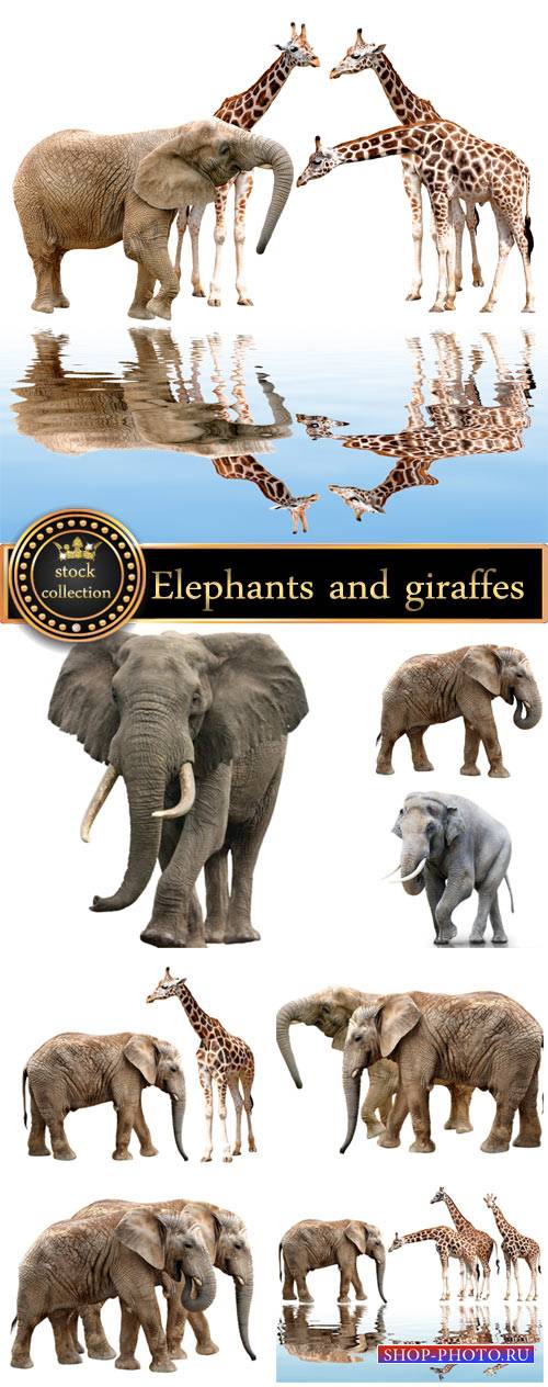 Elephants and giraffes, animals - stock photos