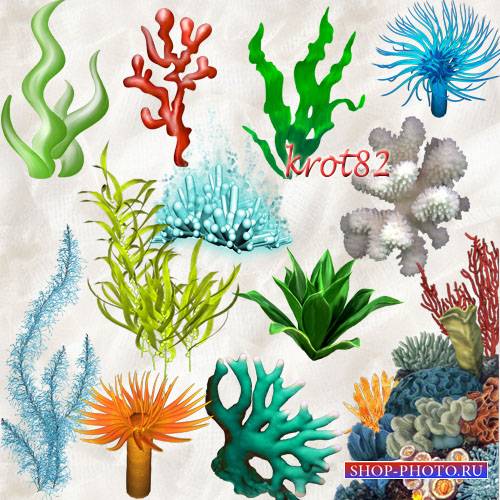 Подборка клипарта на тему морской флоры – Водоросли и кораллы