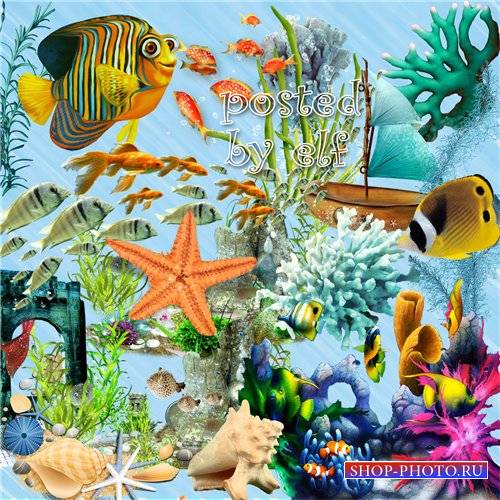 Рыбки, кораллы, ракушки, водоросли - летний клипарт PNG