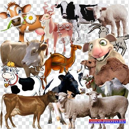  Клипарт - Овцы, козы, верблюды, коровы