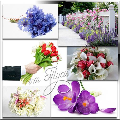 Клипарт - Прекрасные цветы хранят историю любви
