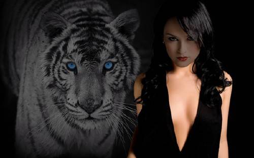  Шаблон для фото - Тигр с голубыми глазами 