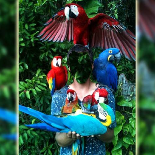  Шаблон psd - Среди больших попугаев 