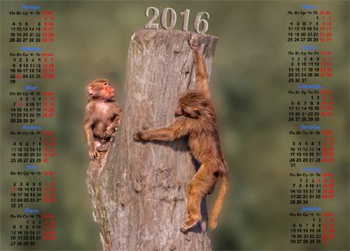  Календарь 2016 - 2 обезьянки на пеньке 