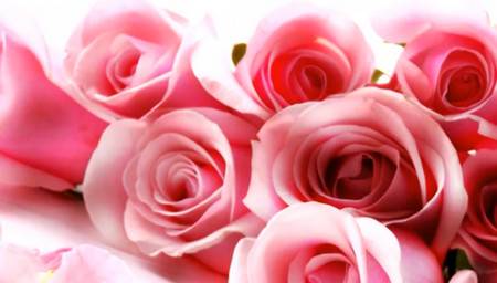 Фоновый футаж с розами